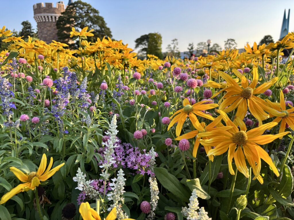 チケットの日付変更のやり方と基本条件(ディズニーランドのパーク内にて)