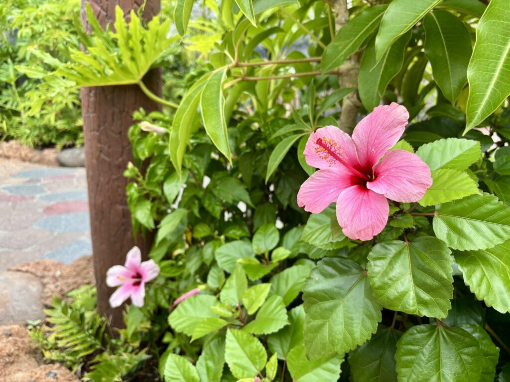 折りたたみ椅子の持ち込みルールと注意点(ディズニーシーのパーク内にて)