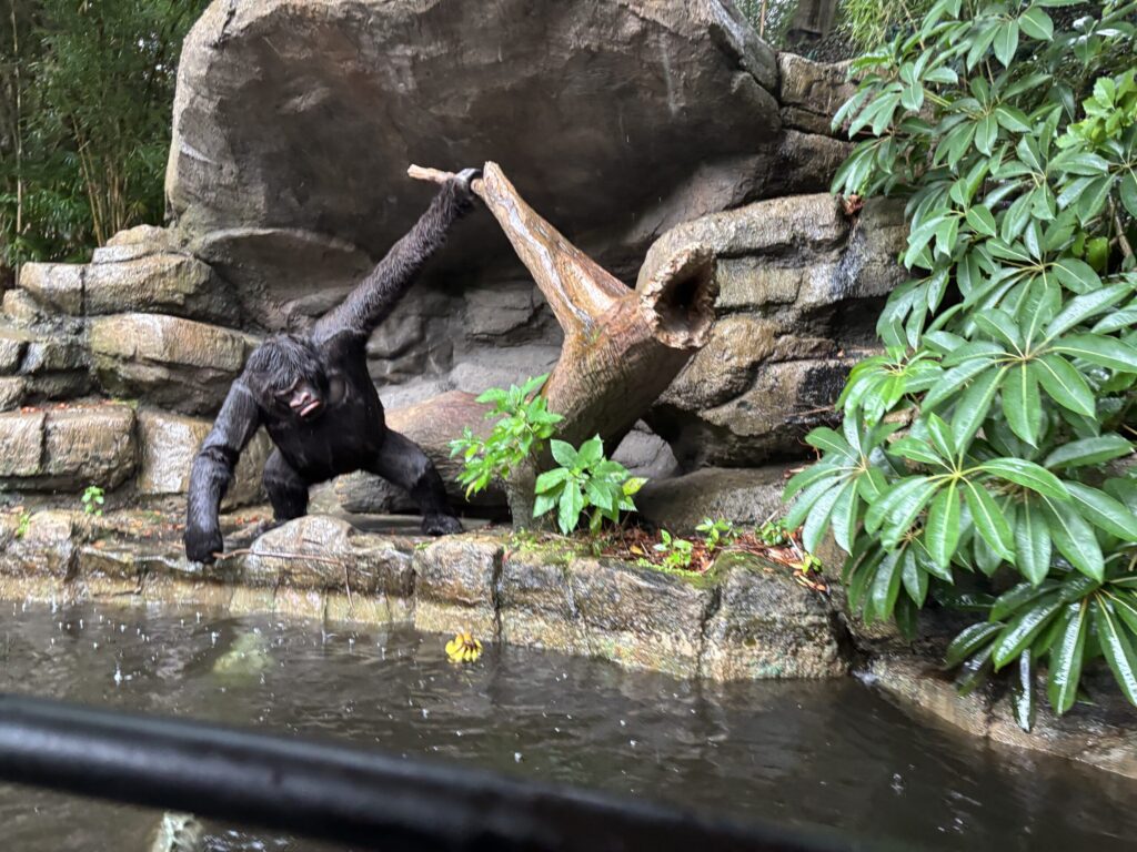 ゴリラのイタズラとサバンナの動物たちにツッコミ連発（ジャングルクルーズ）